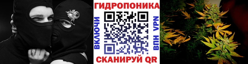 Каннабис Amnesia  Купить закладки  Можга 